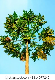 Direct low-angle view looking up at a symmetrical papaya tree canopy radiating against a clear blue sky