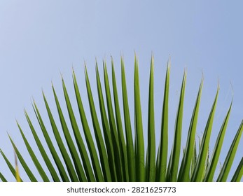 A direct low-angle view showcasing the pointed tips of green fan palm fronds fanning out smoothly against a solid, bright blue sky background. The clean lines and natural fan shape create a striking abstract composition filled with bright sunlight.
