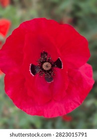 Direct overhead view of a fully open red poppy flower showcasing its dark center cross markings and delicate paper-like petals