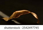 Direct sunlight falls directly on a dry golden leaf texture.