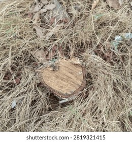 Direct top down view of a rough cut wooden tree stump showing distinct wood grain circular growth rings sitting in grass