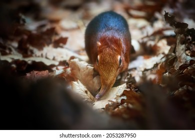 Direct view of  Black and rufous elephant shrew, Rhynchocyon petersi, on dry leaves, rarely seen,  native to the lowland montane and dense forests of Kenya and Tanzania, Africa. Animal in human care.