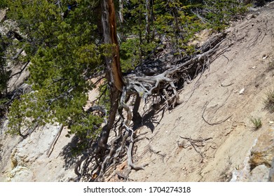 Direct View Of A Live Evergreen Root System That Is Alive But Clinging To The Edge Of Unstable Ground And In Danger Of Losing Its Grip And Falling Down Into The Valley