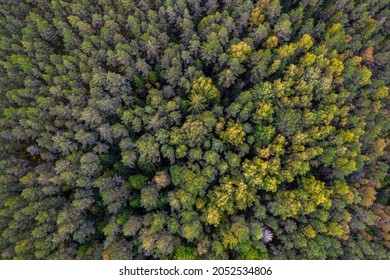 Directly above aerial drone full frame shot of green emerald pine forests and yellow foliage groves with beautiful texture of treetops. Beautiful fall season scenery. Mountains in autumn colors 
