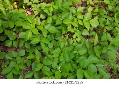 Directly Above Close Up Of A Patch Of Poison Ivy Plants On A Sunny Day