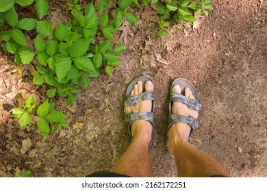 Directly Above POV Shot Of Man's Feet In Sandals Beside A Patch Of Poison Ivy Plants On A Sunny Day