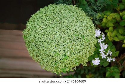 Directly above rounded shape of Paddy`s wig or Soleirolia soleirolii, also called baby`s tears, angel`s tears, bits and pieces, Corsican creeper, Corsican curse, friendship plant, pollyanna vine