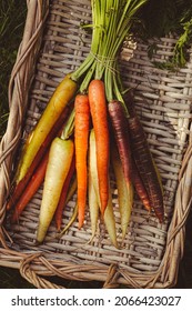 Directly Above Shot Of Multi Colored Carrots