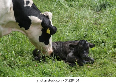 Directly after the birth of the calf from the mother lovingly cleaned.