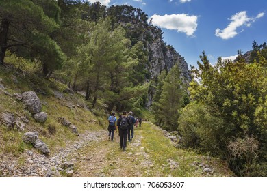 DIRFY, APRIL 2016: The famous Dirfys forest. It is a natural forest located on a mountain in the central part of the island of Euboea, Greece at 1,743 m elevation.The path leads to Agali Canyon.
