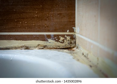 Dirt Bathroom. Bathroom, Fungal Mold, Dirty, Old, Unhygienic, Abandoned, Architecture, Backgrounds, Wall - Building Feature, Shower, Hotel Room, Building Feature