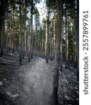 Dirt bike trail at Tenderfoot Mountain in Silverthorne Colorado in autumn through lodgepole pine trees