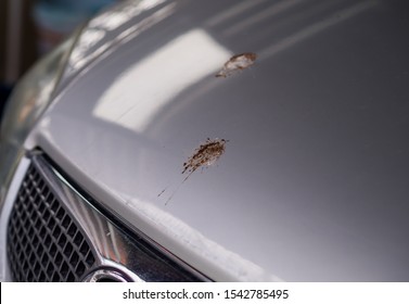 Dirt, bird droppings on the hood car
