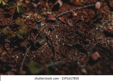 Dirt And Broken Shinny Glass