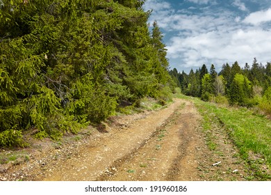 Dirt countryside rural road landscape with pines and blue sky