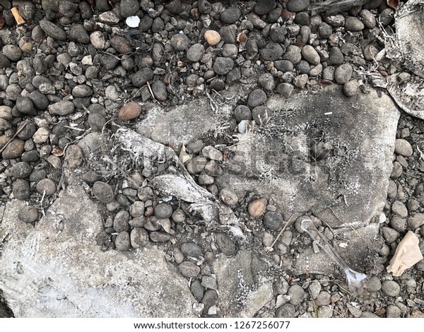 Dirt Floor Backgrounds Stock Photo 1267256077 | Shutterstock