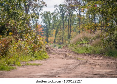 Dirt logging path in forest in Northern Wisconsin in Governor Knowles State Park