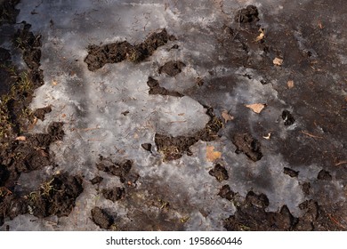 Dirt And Melting Ice With Dry Leaves Texture