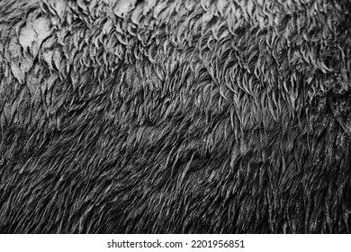 Dirt And Mud In Horse Hair Closeup For Animal Fur Texture Background In Black And White.