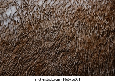 Dirt And Mud Texture In Horse Hair Close Up.