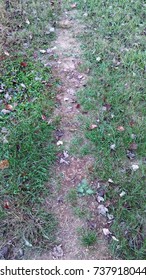 Dirt path