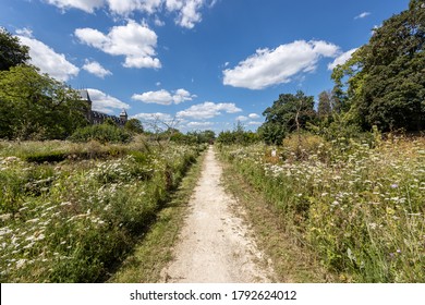 Dirt path among plants and wild flowers in the Ursuline garden (Ursulinentuin  Stadstuin) with lush green trees, depth perspective, sunny day with a blue sky in Sittard, South Limburg, Netherlands