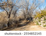 dirt path with barren trees and a fence