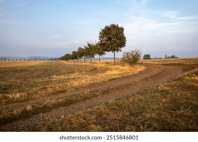 Dirt path between pastures and fields with tree alley - amazing countryside summer or autumn morning. Czech Republic, Europe.