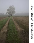 Dirt path between ploughed fields with a tree by its edge on a foggy day in the italian countryside