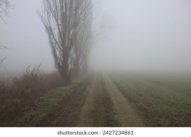 Dirt path bordered by bare trees in trenches between fields on a foggy day in the italian countryside