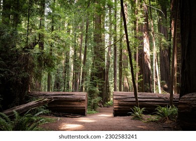 Dirt path cut through fallen tree in a redwood forest in Northern California 
