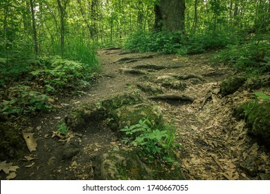 Dirt Path in a Forest