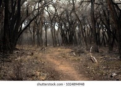 Dirt Path Into Dark, Spooky Forest. Rio Grande Valley State Park, Albuquerque, New Mexico.