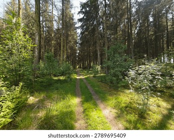 Dirt path leads through a deep lush pine forest filled with tall majestic trees and vibrant green ferns under sunlight.