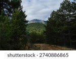 A dirt path leads through a dense pine forest in a mountainous region. The perspective guides the eye toward a rocky summit in the background, capturing the essence of outdoor adventure, hiking, and the tranquility of untouched nature.