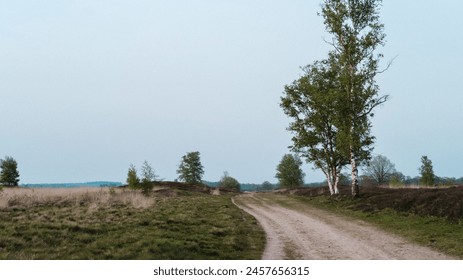 Dirt path next to birch trees in an open calm field  - Powered by Shutterstock