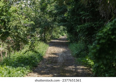 Dirt path partly in the shade of trees on a sunny day in a grove - Powered by Shutterstock