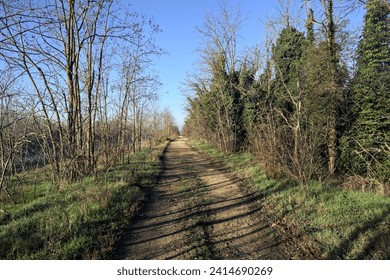 Dirt path with puddles bordered by trees