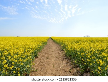 A dirt path running through the middle of a bright yellow field of Rapeseed.
