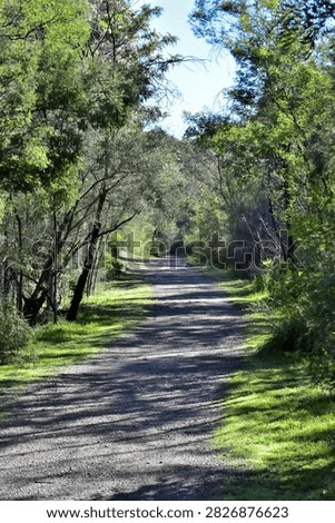 A dirt path stretches forward between dense green trees, sunlight filtering through the canopy to cast shifting patches of light and shadow across the ground. The peaceful woodland scene evokes quiet exploration, depth, and natural calm.