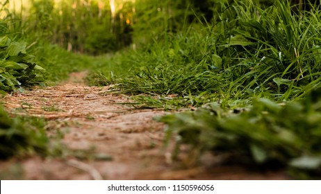 A Dirt Path In The Summer Field Among The Grass Close-up. Perspective View From Ground Level.