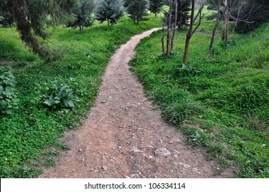 Dirt path through forest. Nature landscape background.