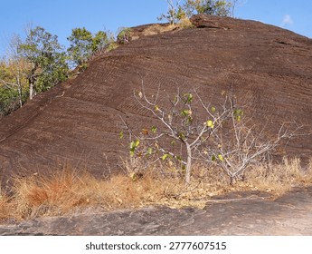 Dirt path through sparse forest with beautiful tree branches