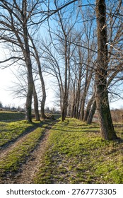 A dirt path through a winter forest by the Nisava river. Tall bare trees with long shadows on green grass under a clear blue sky, Nis, Serbia