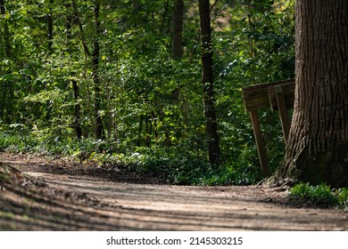 Dirt Path Trail Through A Spring Green Forest