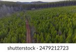 Dirt path trailing through trees.