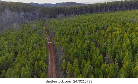 Dirt path trailing through trees. - Powered by Shutterstock