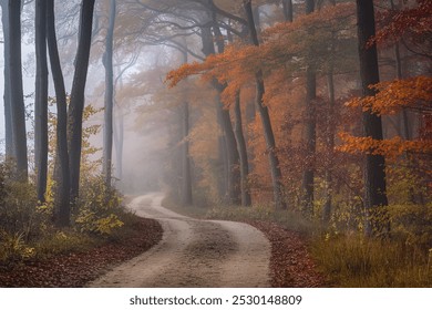 A dirt path winding through a dense, autumnal forest with tall trees and vibrant orange and red foliage - Powered by Shutterstock