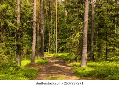 A dirt path winding through a dense green forest in Podlasie, Poland, perfect for a peaceful walk in nature.
