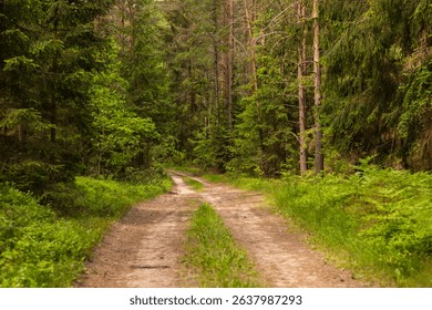 A dirt path winding through a dense green forest in Podlasie, Poland, perfect for a peaceful walk in nature.